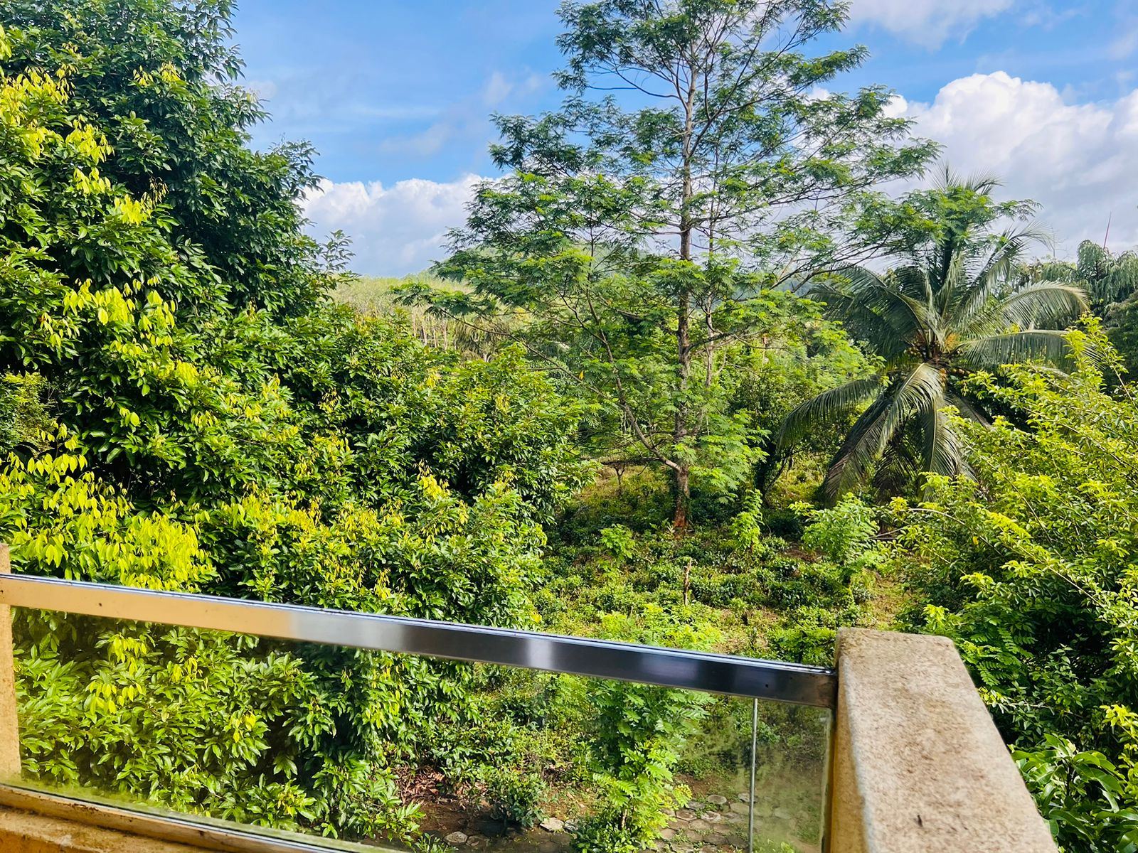View from a balcony over a valley of tall trees and coconut palms under a blue sky