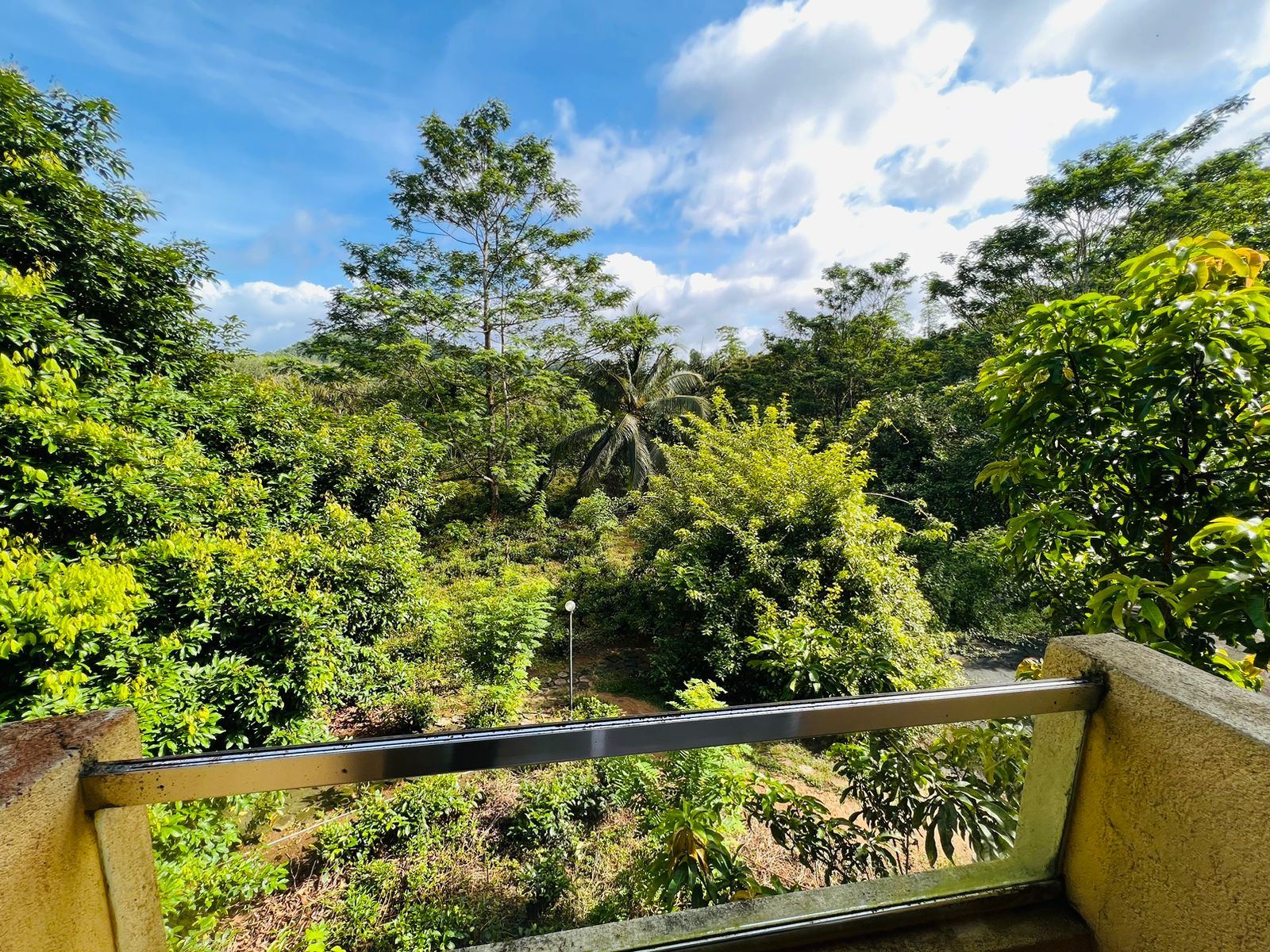 Balcony view over a green valley with palms and forest